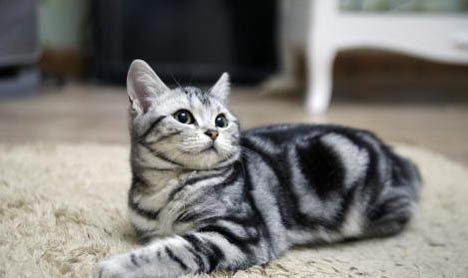贵州纯种美国短毛猫价格多少钱