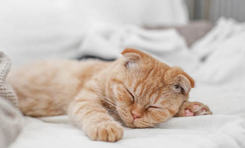 猫咪为什么会突然发疯咬人