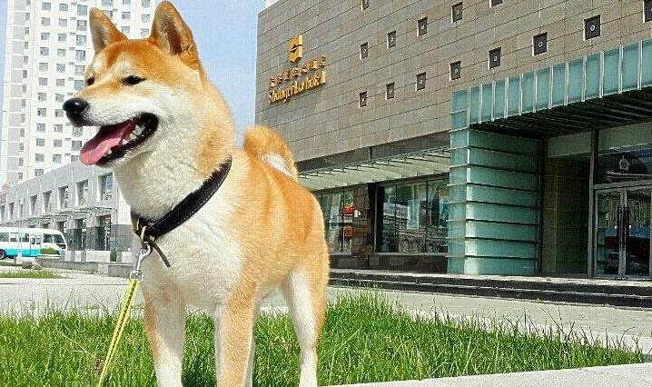 狗狗配种后多久能看出来?