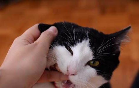猫罐头化了会怎么样?