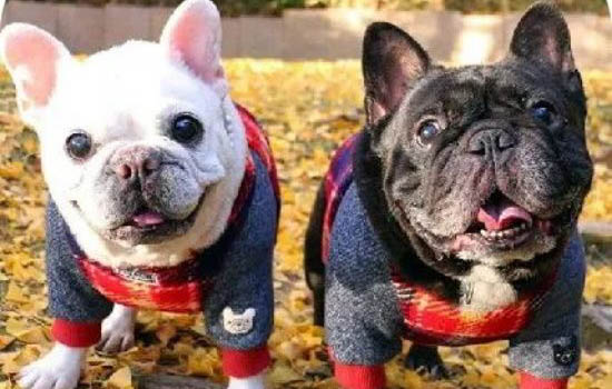 法国斗牛犬真的有攻击性吗
