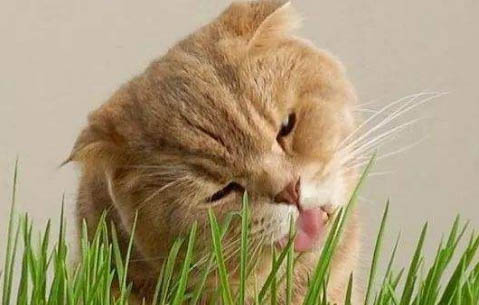 普瑞纳猫粮是什么级别