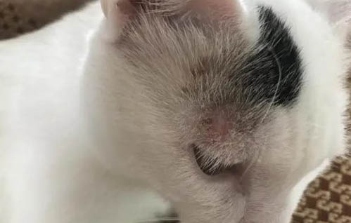 猫咪结膜炎多久能恢复