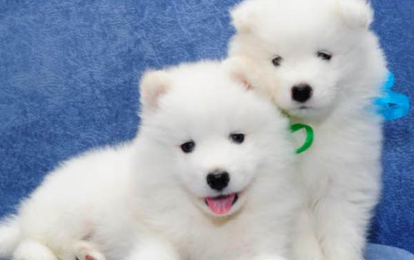 边牧犬的缺点有哪些