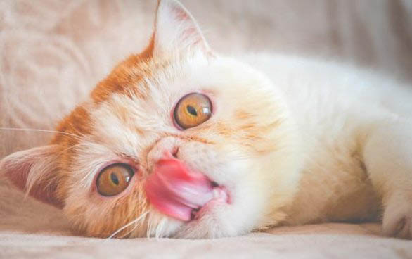 请问猫咪呕吐的原因及处理方法?