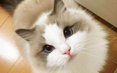 两个月的小猫可以吃罐头吗