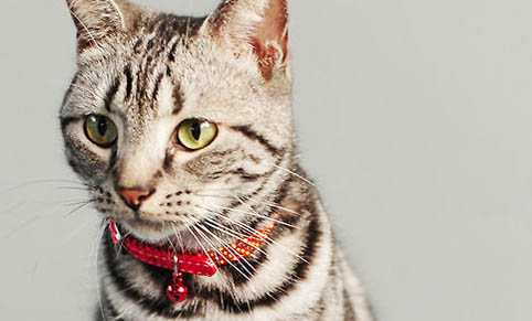 宠物店可以给猫做驱虫免疫吗