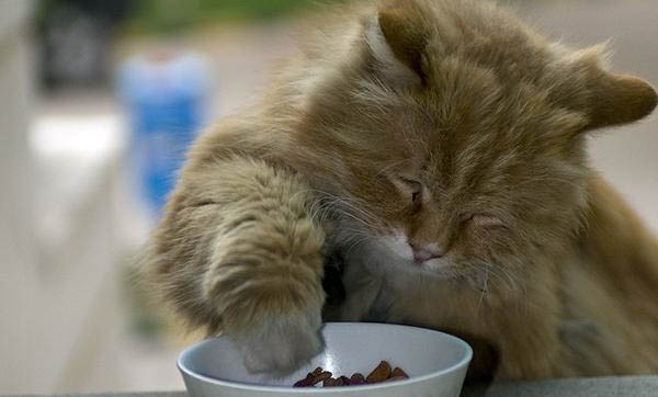 猫吃了对乙酰氨基酚多久会死
