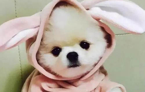 狗耳朵边黑色结痂硬块