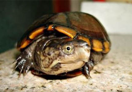 红面蛋龟是深水龟吗