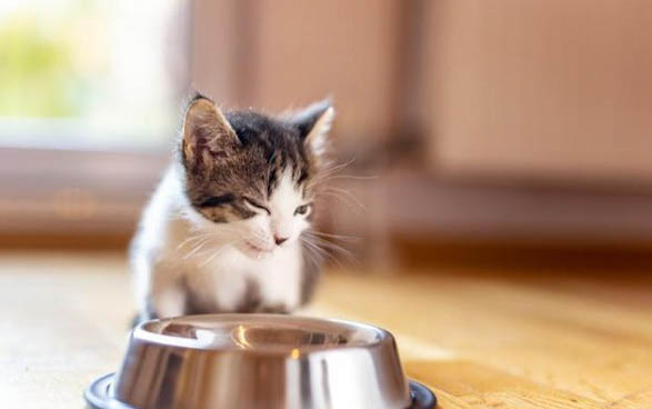 两个月的小猫一天吃多少猫粮
