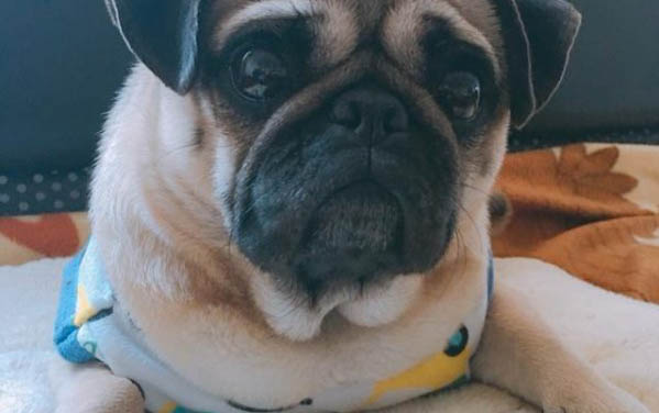 拉布拉多幼犬拉虫子正常吗