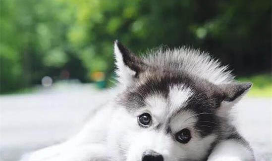 古牧幼犬价格大概多少钱一只
