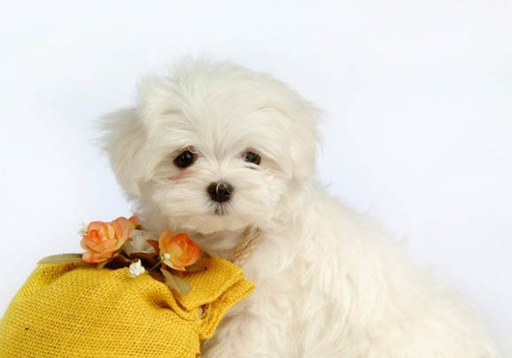 纯种比熊犬多少钱一只，纯种比熊价格1200