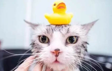 猫为什么拿头顶你的手?
