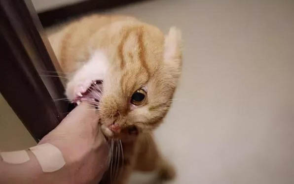 小猫需要打疫苗吗