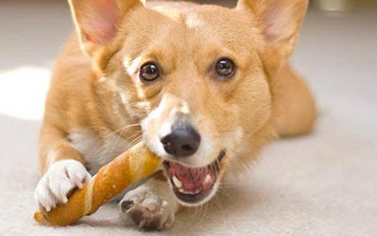 给狗狗喂熟食应注意的问题