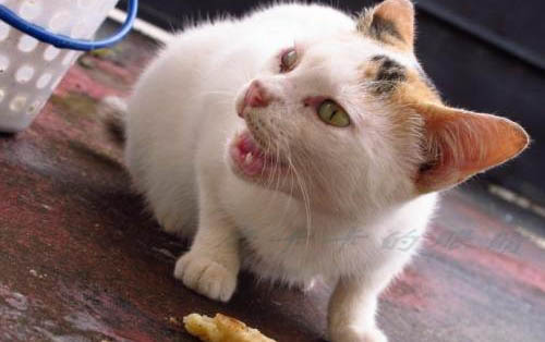 小猫咪害怕水壶怎么办