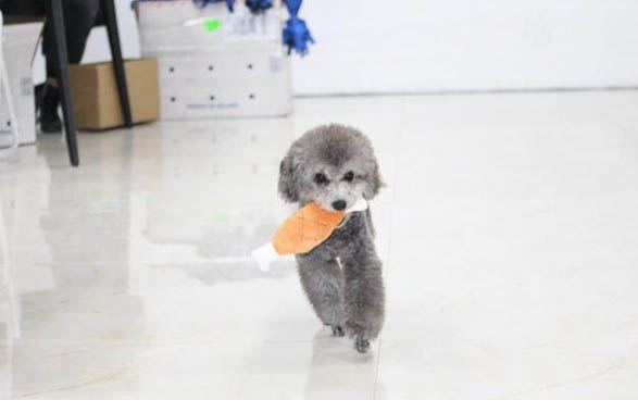 灰泰迪狗多少钱一只