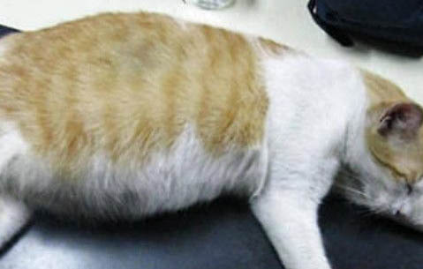 怎么判断猫身上有虱子?
