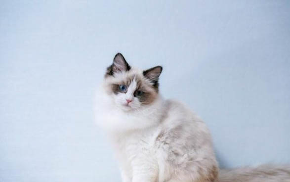 猫咪流血水一般能活多久