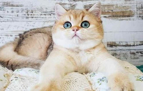 猫藓吃维生素b有用吗