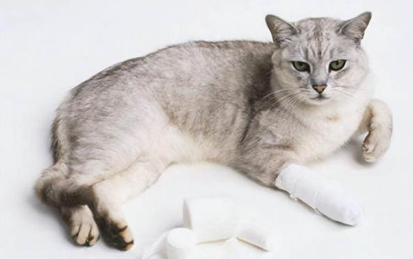 猫咪拉软便但精神还好
