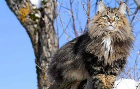 挪威森林猫性格好吗