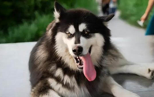 阿拉斯加犬成年犬图片
