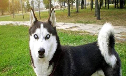 哈士奇犬为什么老是吃草?如何处理以及注意事项