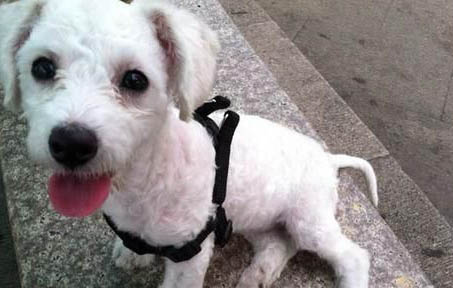 狗狗一吃就吐咋回事