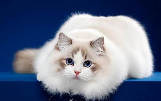 为什么出门猫咪不停叫唤呢