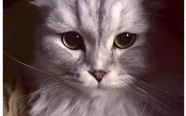 小猫咪感冒了怎么办