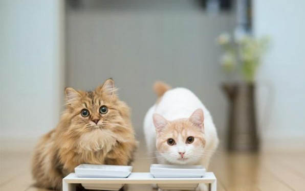 请问猫咪呕吐的原因及处理方法?