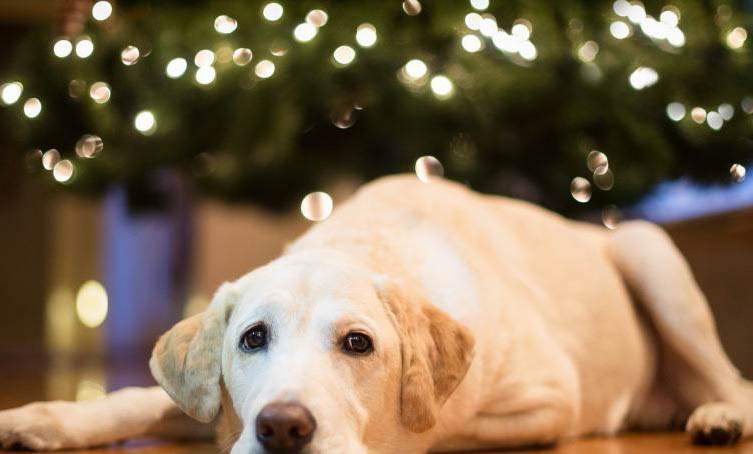 金毛犬猎犬如何训练金毛犬猎犬好训练吗?