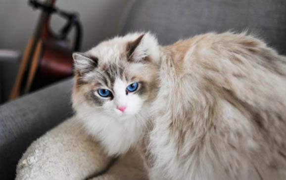 请问猫咪呕吐的原因及处理方法?
