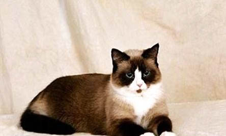 猫咪成天叫起来就叫是什么原因
