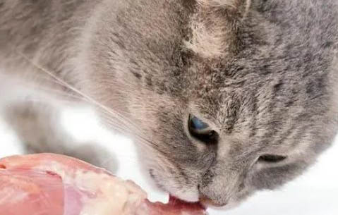 猫咪忍不住流口水