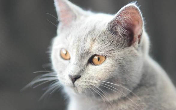 猫咪打喷嚏打出血色胶状物质