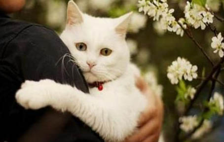 猫咪眼睛流脓