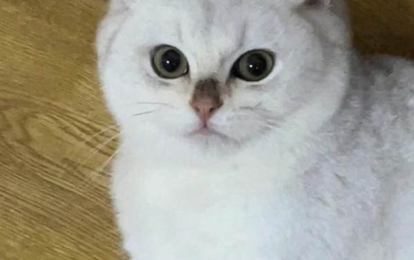 小猫咪一直叫个不停是怎么回事