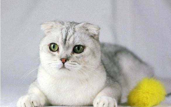 折耳猫发病后还能活多久?