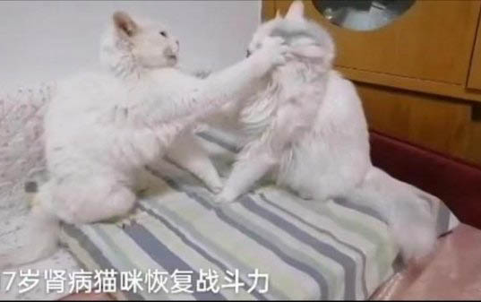 猫咪拉白色的屎是怎么回事