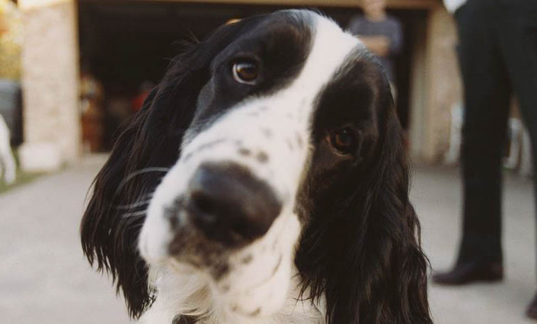 史宾格犬缺点有哪些
