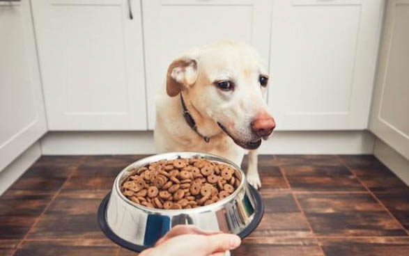 狗狗吃什么药可以过敏？