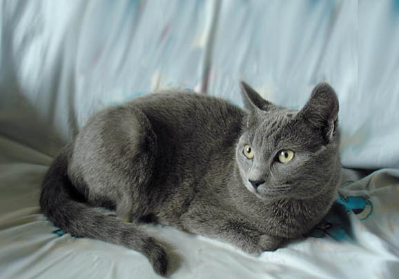 猫咪的盆骨和股骨头骨折了能自愈吗?