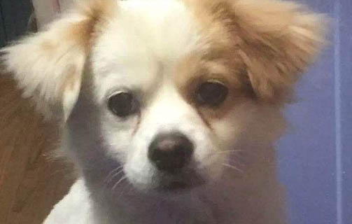 狗狗吐虫子还能活几天不吃饭
