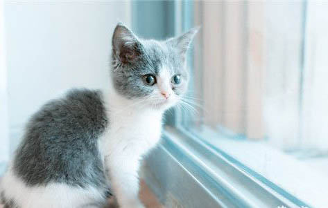 小猫的寿命一般能活多久