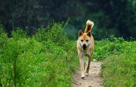 中华田园犬可以办狗证吗?