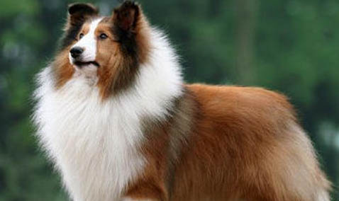 英国古代牧羊犬拉丁名称